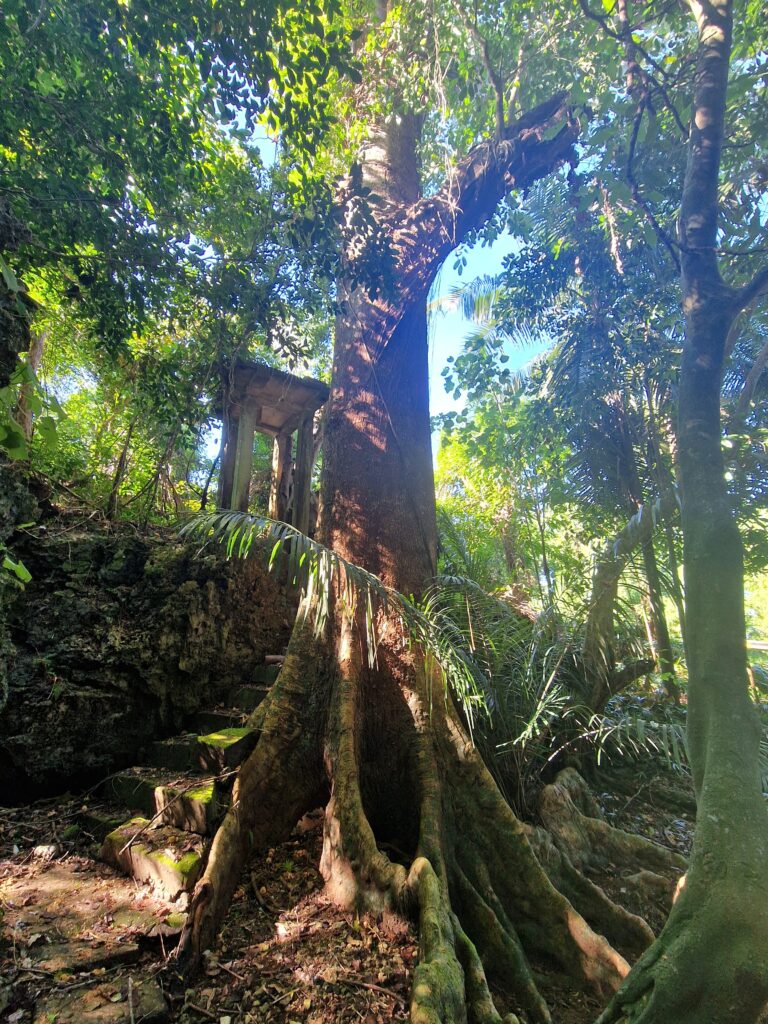 Arbre sacré lors d’un voyage initiatique – Shizen Académie